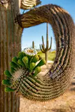 Saguaro Bloom Vertical - Office Wall Art