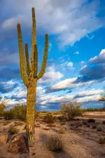 Towering Saguaro - Office Wall Art