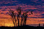 Ocotillo Sunrise - Office Wall Art