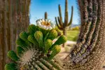 Saguaro Bloom Horizontal - Office Wall Art