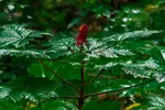 Berry Blossom - Office Wall Art