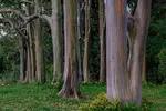 Rainbow Eucalyptus - Office Wall Art