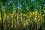 Sea of Aspens - Office Wall Art