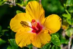 Yellow Hibiscus - Office Wall Art