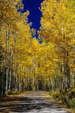 Aspen Path - Office Wall Art