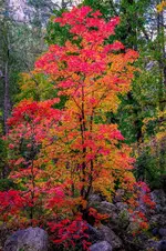 Reds of Oak Creek - Office Wall Art