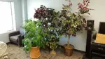 Assorted Large Artificial Fake Plants