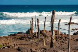 Barbed Driftwood - Office Wall Art - Oceans Beaches Harbors