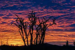 Ocotillo Sunrise - Office Wall Art - Desert Southwest