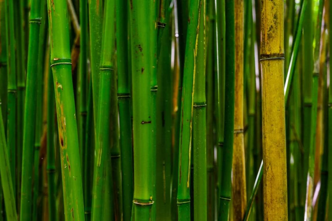 Bamboo Forest - Office Wall Art