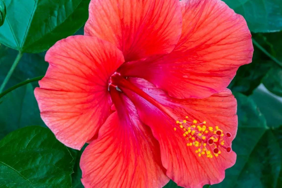 Red Hibiscus - Office Wall Art