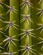 Prickly - Office Wall Art