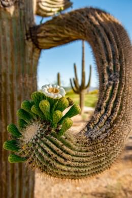 Saguaro Bloom Vertical - Office Wall Art - Desert Southwest