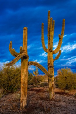 Three Amigos - Office Wall Art - Desert Southwest Series