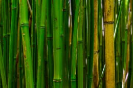 Bamboo Forest - Office Wall Art
