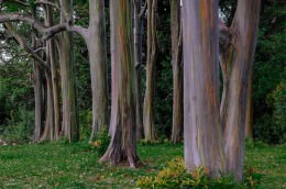 Rainbow Eucalyptus - Office Wall Art - Flowers Trees Rocks Series