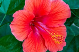 Red Hibiscus - Office Wall Art